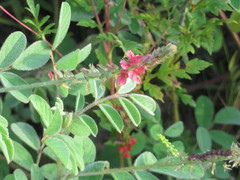 Indigofera hirsuta