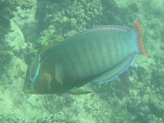 Coris formosa