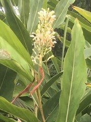 Alpinia galanga