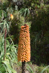 Kniphofia foliosa