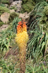 Kniphofia foliosa