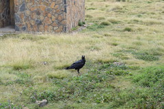 Corvus crassirostris