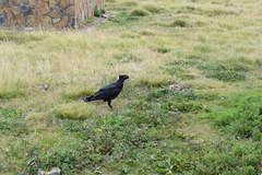 Corvus crassirostris