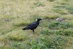 Corvus crassirostris