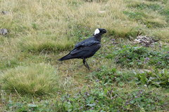 Corvus crassirostris
