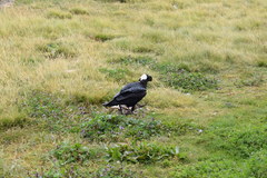 Corvus crassirostris