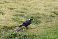 Corvus crassirostris