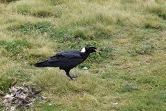 Corvus crassirostris