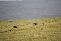 Bostrychia carunculata