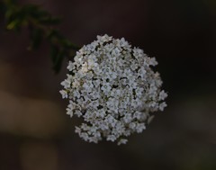 Platysace stephensonii