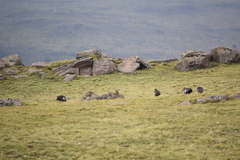 Bostrychia carunculata