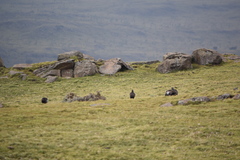 Bostrychia carunculata