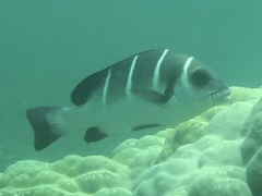 Plectorhinchus playfairi