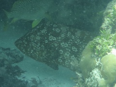 Dermatolepis striolata