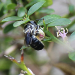 Megachile atrella