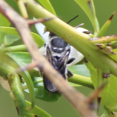 Megachile atrella