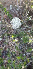 Platysace stephensonii
