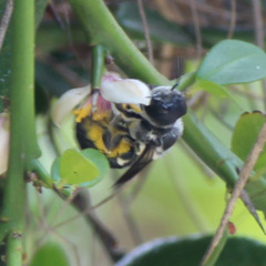 Megachile atrella