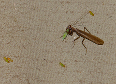 Retroacizzia mopanei