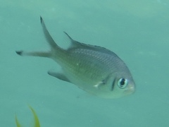 Chromis weberi
