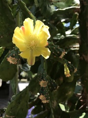 Opuntia monacantha
