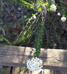 Platysace stephensonii