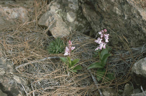 Image of Orchis canariensis by (c) Felicia Seichter, some rights reserved (CC BY)