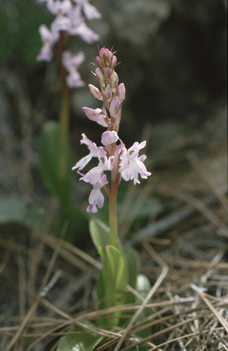 Image of Orchis canariensis by (c) Felicia Seichter, some rights reserved (CC BY)