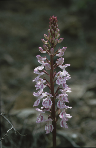 Image of Orchis canariensis by (c) Felicia Seichter, some rights reserved (CC BY)