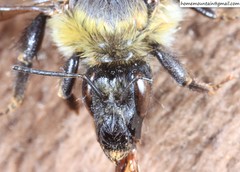 Bombus consobrinus
