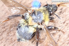 Bombus consobrinus