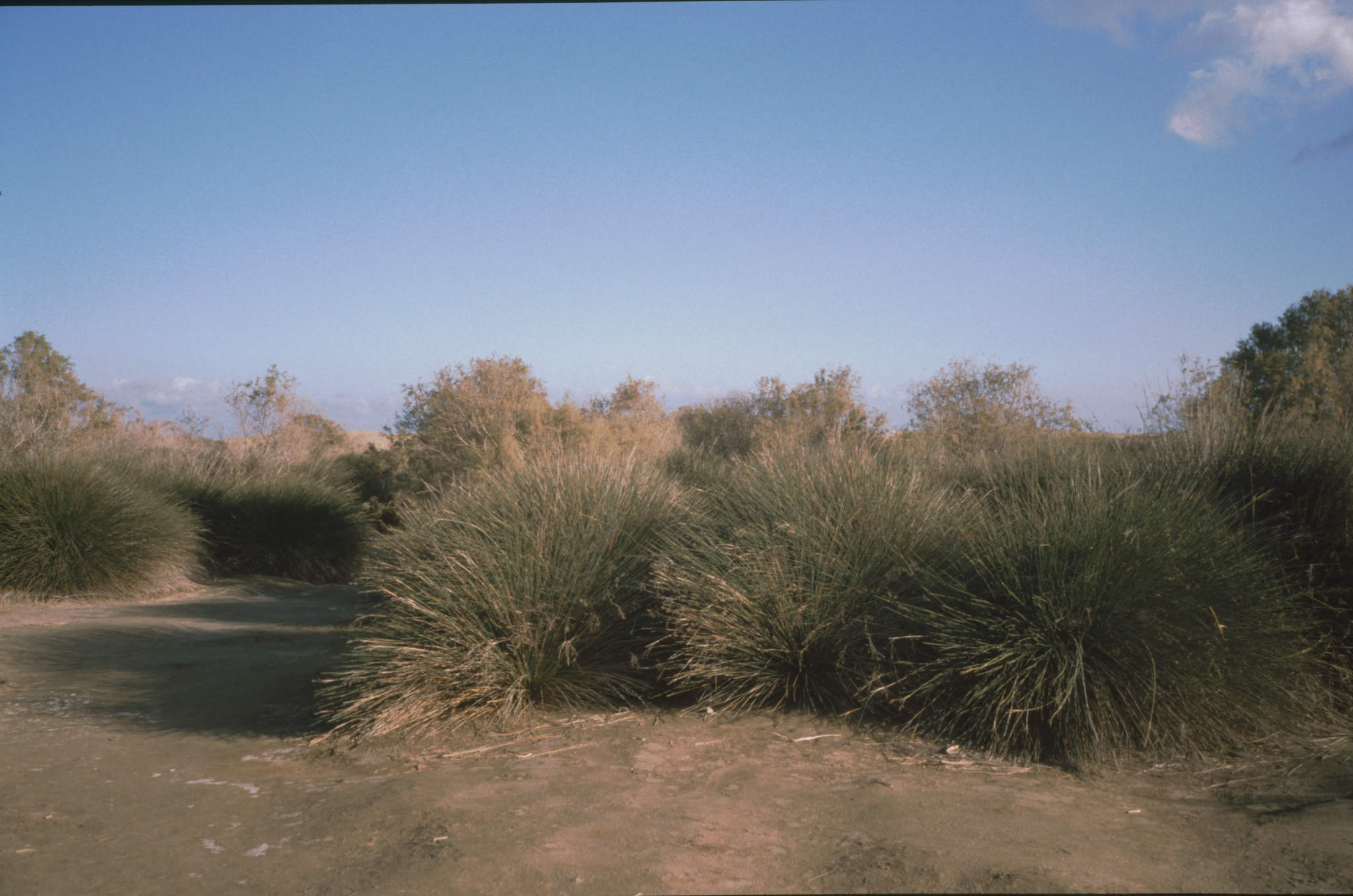 Juncus acutus