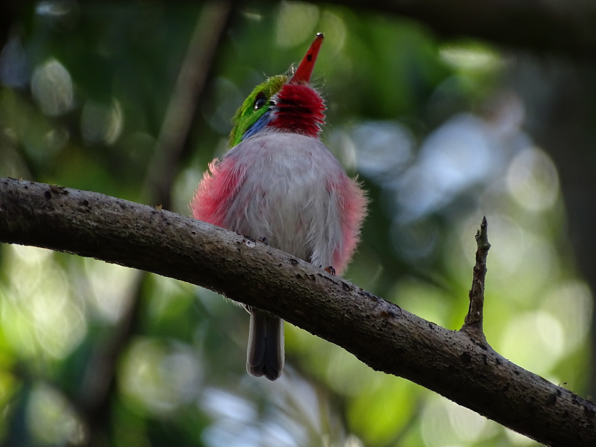 Cuban Tody illustration