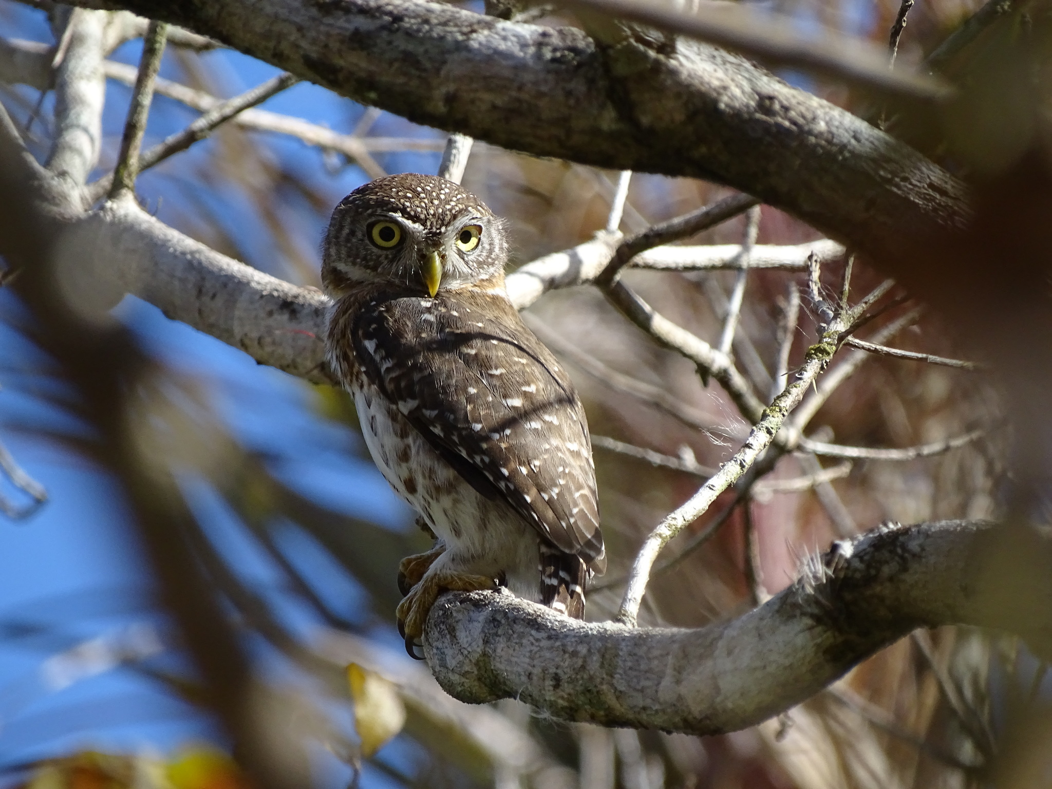 Cuban Pygmy-Owl illustration