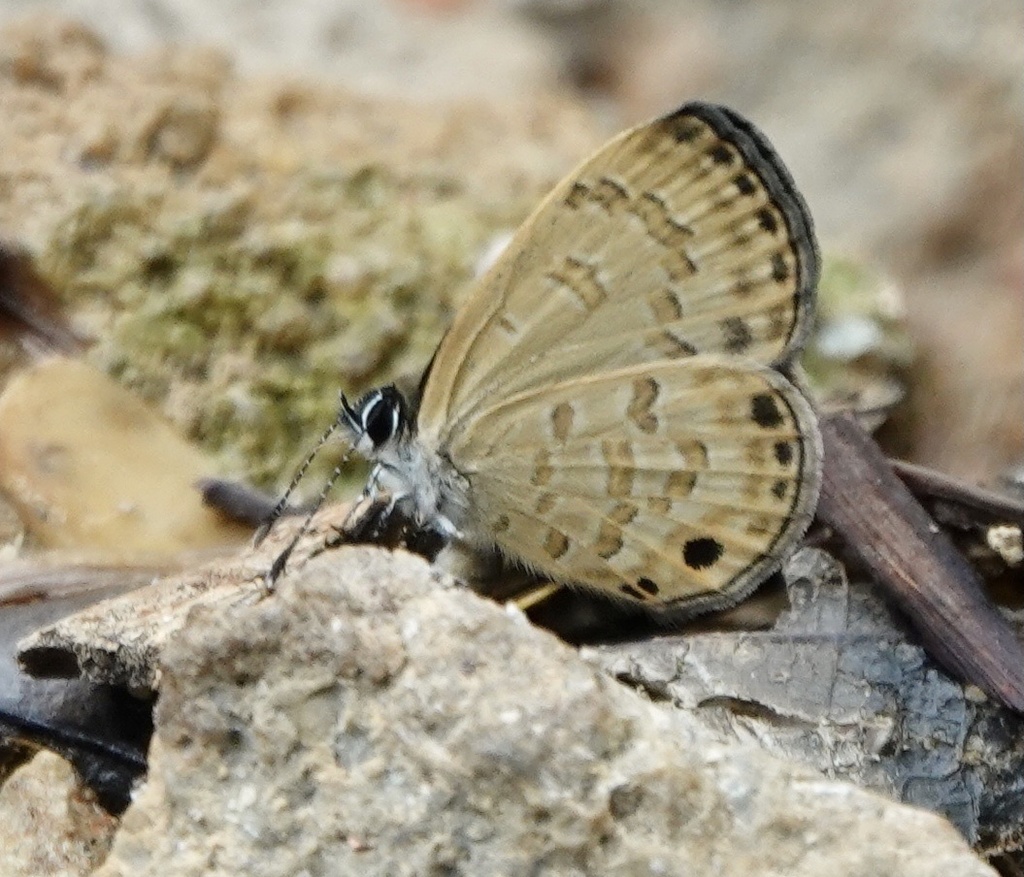Brown Lineblue