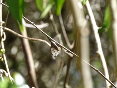 Libytheana motya