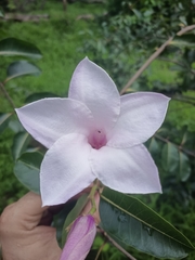 Cryptostegia grandiflora image