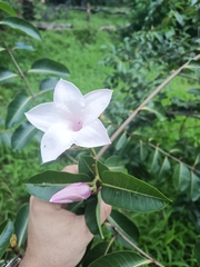 Cryptostegia grandiflora image