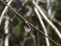 Libytheana motya