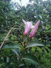 Cryptostegia grandiflora image