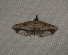 Philogethes metableta