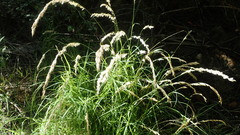 Melica racemosa