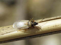 Oxycarenus pallens