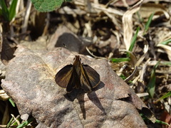 Synapte malitiosa