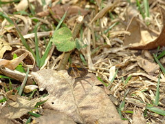 Synapte malitiosa