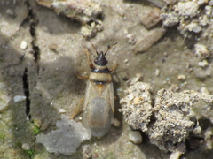 Oxycarenus pallens