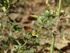 Synapte malitiosa