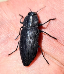 Merimna atrata