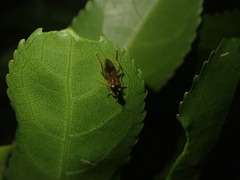 Benhamyia apicalis