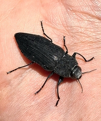 Merimna atrata